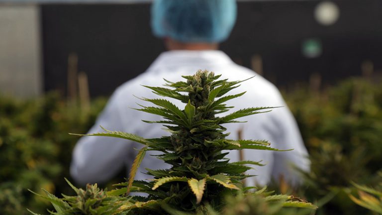 Legalizan oficialmente el uso terapéutico del   cannabis
