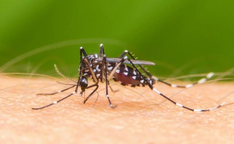 El Ministerio de salud confirmó 96 casos de dengue en Provincia
